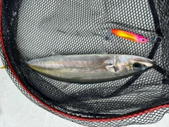 ムロアジの釣果