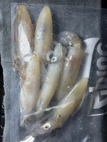 ヒイカの釣果
