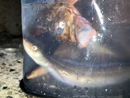 アナゴの釣果