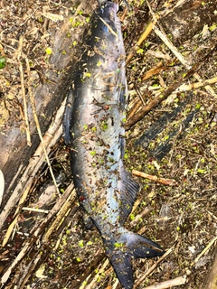 アメリカナマズの釣果