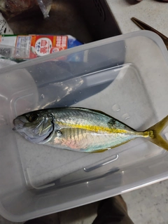シマアジの釣果