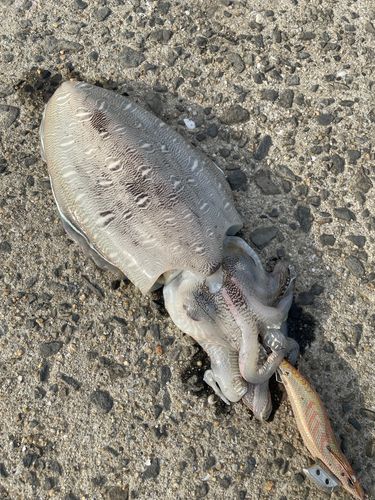 コウイカの釣果