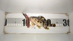 タケノコメバルの釣果