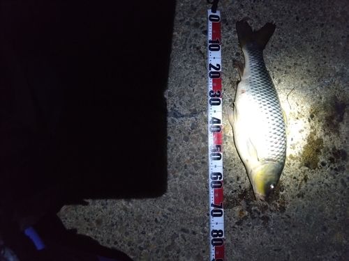コイの釣果