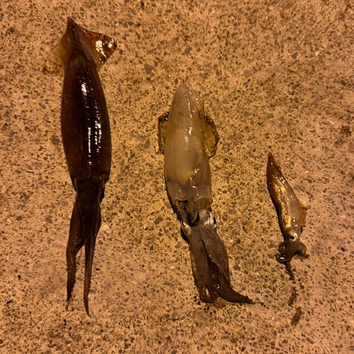 イカの釣果