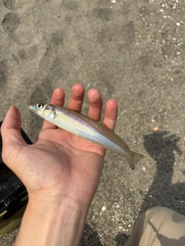 キスの釣果