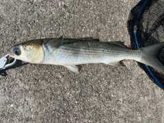 ボラの釣果