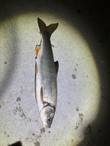 ウグイの釣果