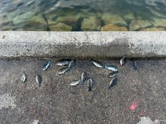 グレの釣果