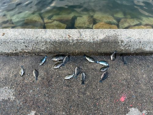 グレの釣果