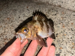 シロメバルの釣果