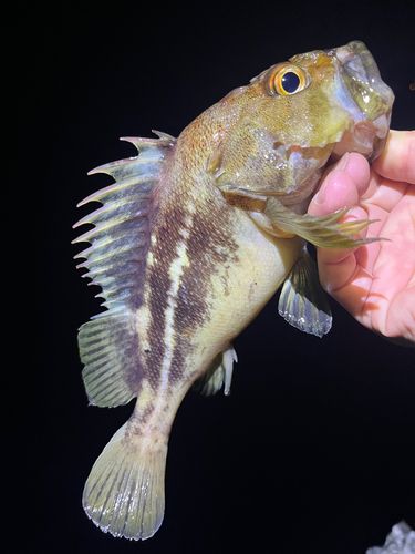 シマゾイの釣果