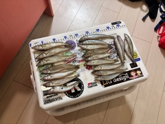 キスの釣果