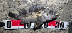 ソイの釣果