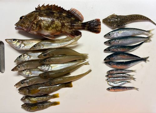 釣果