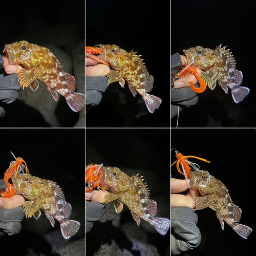カサゴの釣果