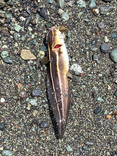 ゴンズイの釣果
