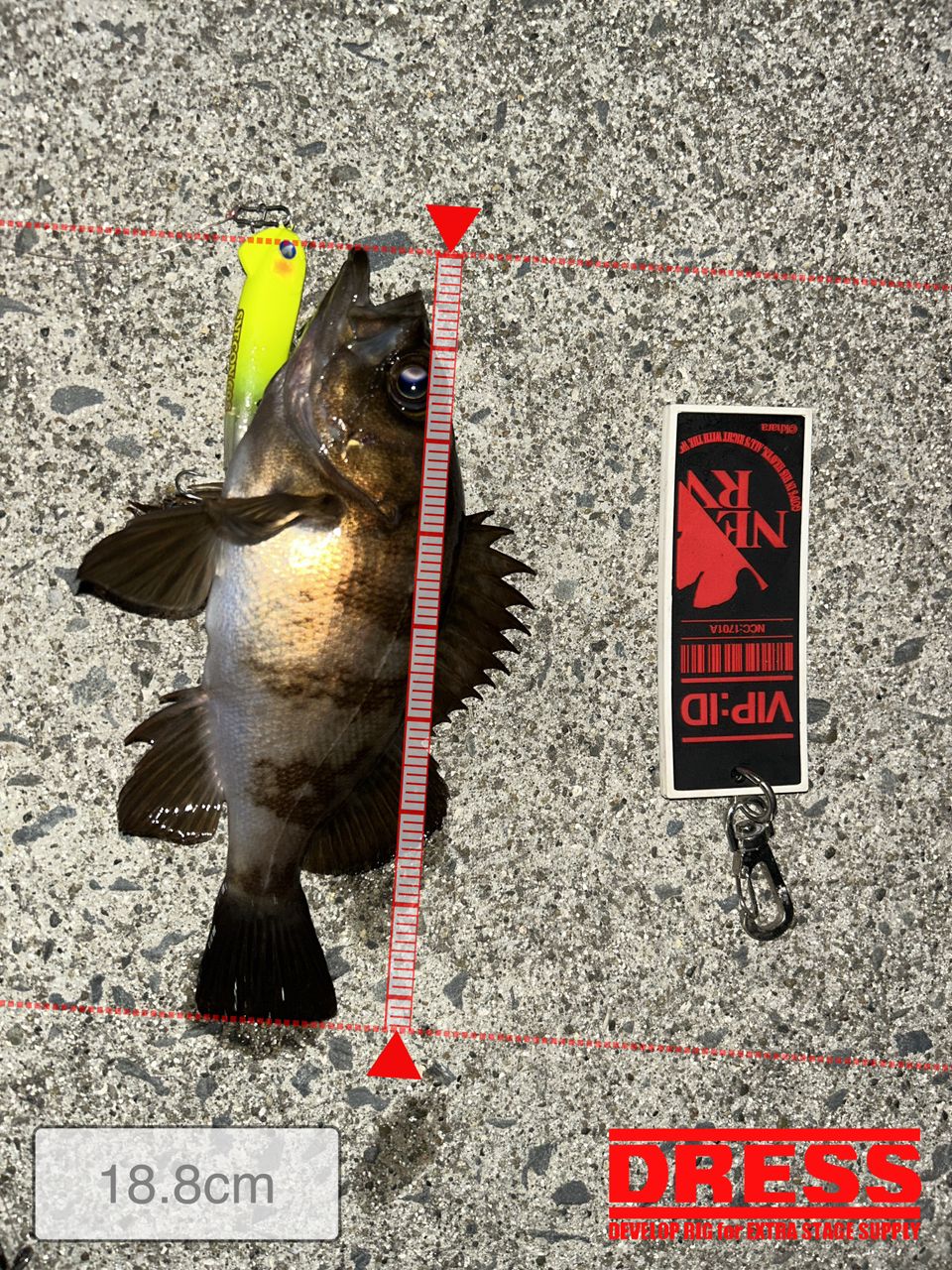 SHIMANO 19セフィア SS S86MLの最安値・インプレ・釣果 | 本音の口コミ