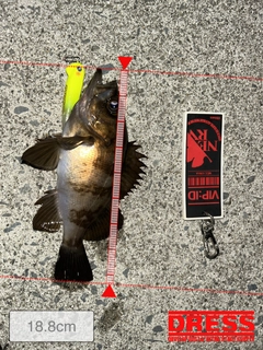 メバルの釣果