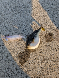 クサフグの釣果