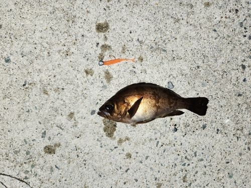 メバルの釣果