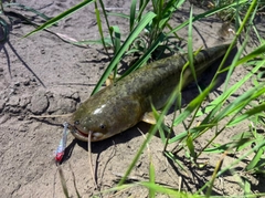 ナマズの釣果