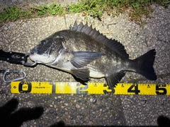 クロダイの釣果