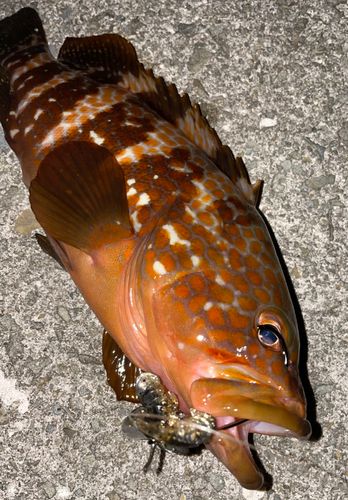 キジハタの釣果