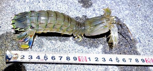シャコの釣果