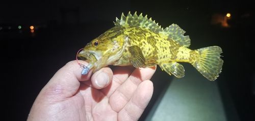 タケノコメバルの釣果