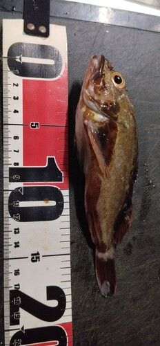 ガシラの釣果