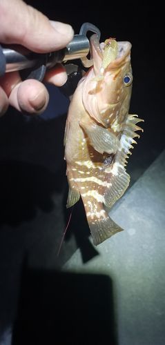 アコウの釣果