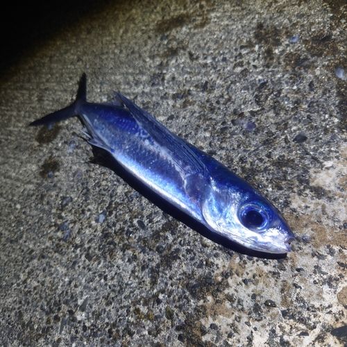 トビウオの釣果