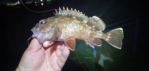 ガシラの釣果