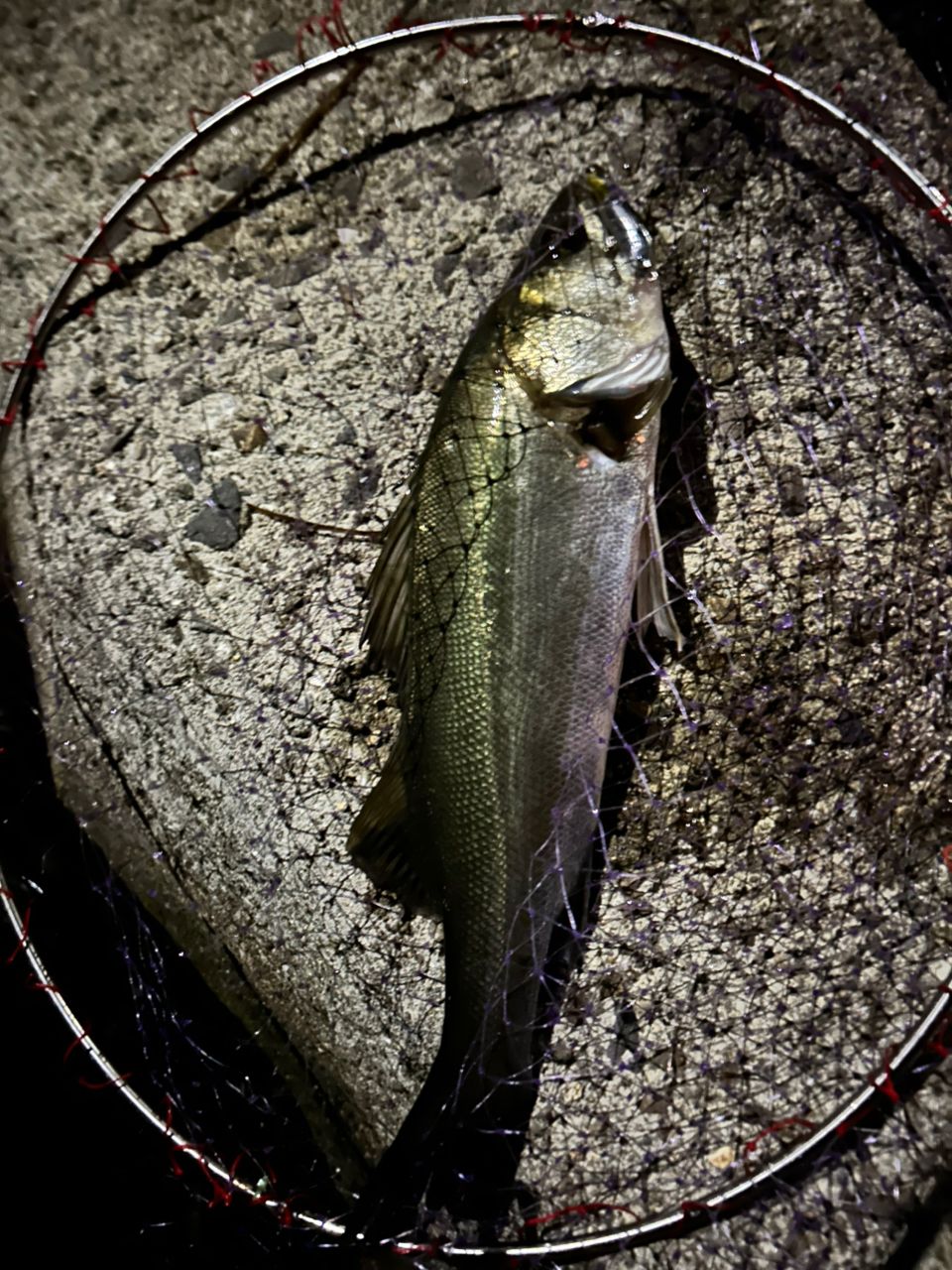スズキの釣果写真