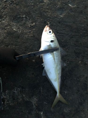 マアジの釣果