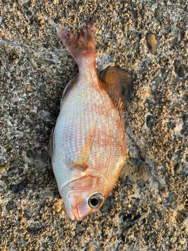 マダイの釣果