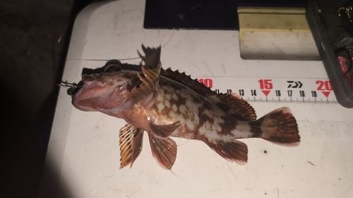 カサゴの釣果