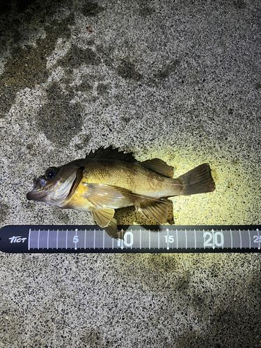 メバルの釣果