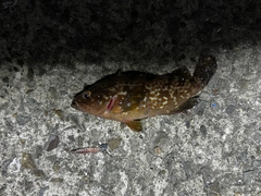 キジハタの釣果