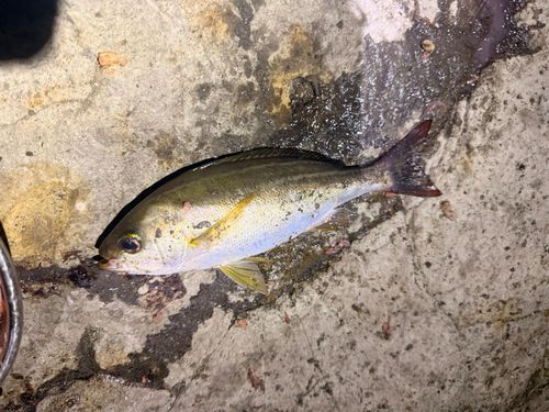イサキの釣果