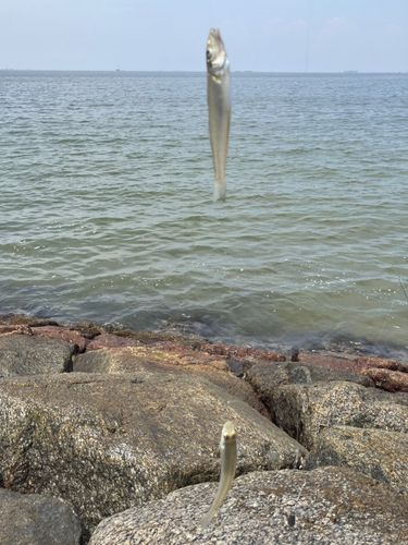 キスの釣果