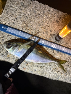 アジの釣果