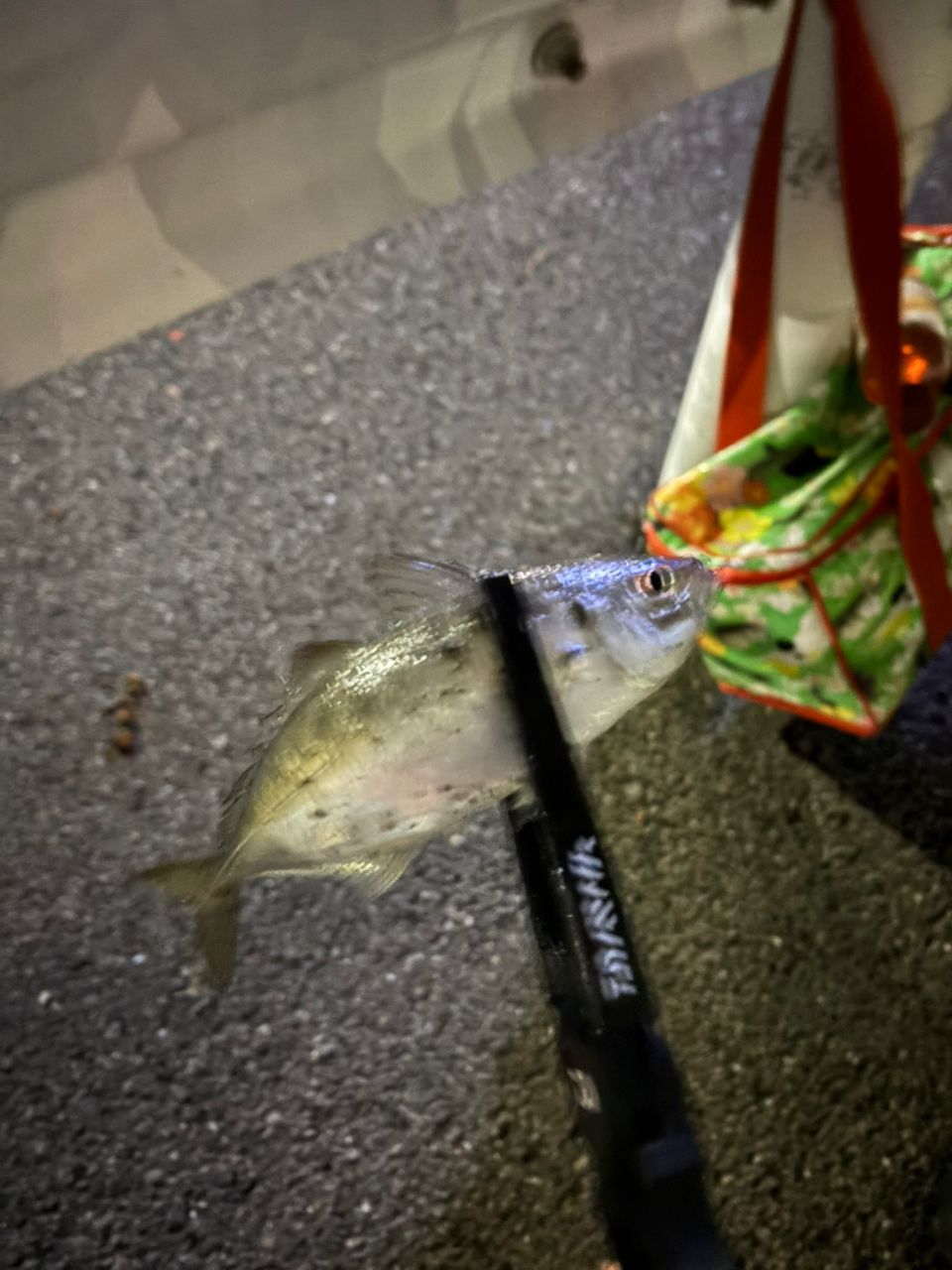 SHIMANO 22ソアレ SS アジング S60SUL-Sの最安値・インプレ・釣果