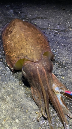 コウイカの釣果