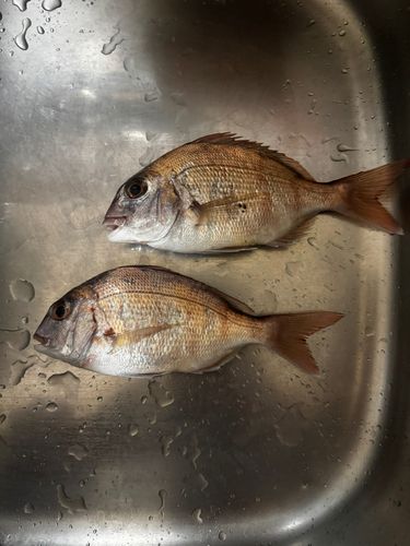 チダイの釣果