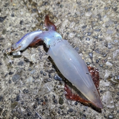 ケンサキイカの釣果