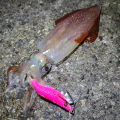 ケンサキイカの釣果