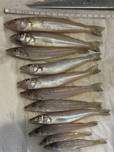 キスの釣果