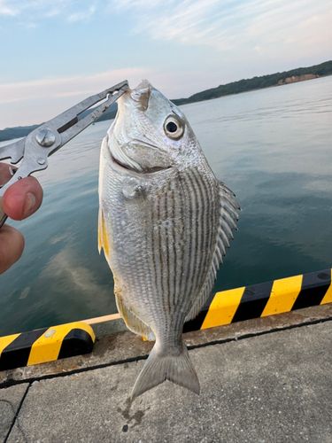 ヘダイの釣果